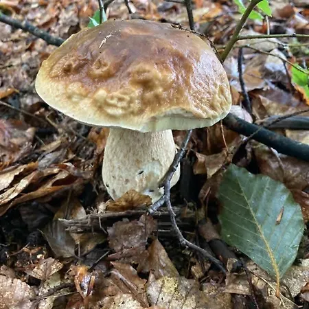 וילה Dom Marzen Z Jacuzzi Pod Gwiazdami קופלינו