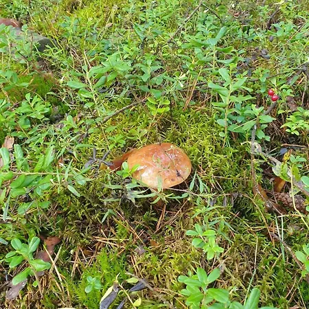 Dom Marzen Z Jacuzzi Pod Gwiazdami كوبالينو