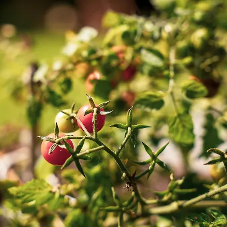 فيلة Dom Marzen Z Jacuzzi Pod Gwiazdami *