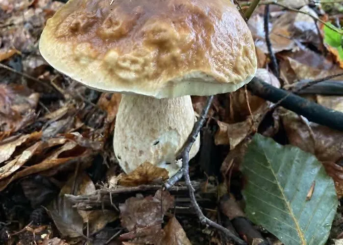 Villa Dom Marzen Z Jacuzzi Pod Gwiazdami Kopalino